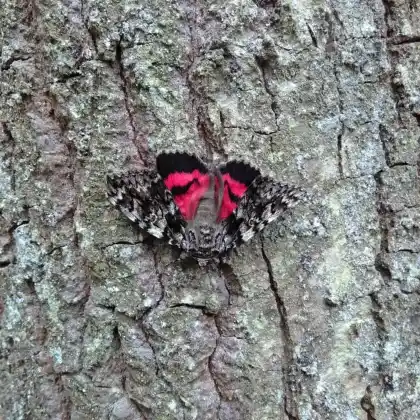 Foto von Kleines Eichenkarmin (Catocala promissa)