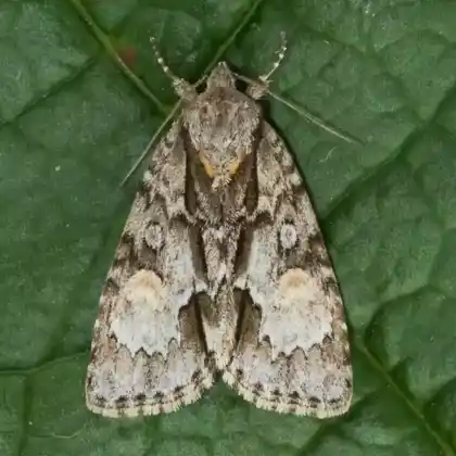 Foto von Striemen-Rindeneule (Acronicta strigosa)