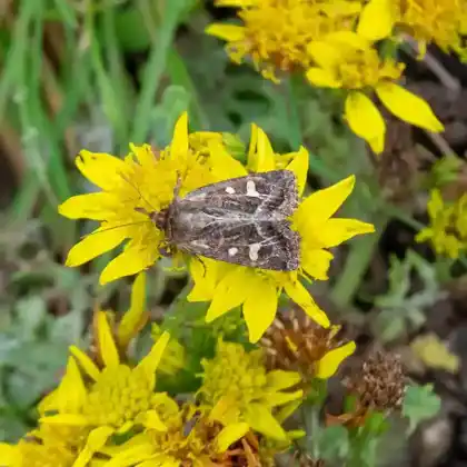 Foto von Haworths Hochmooreule (Celaena haworthii)