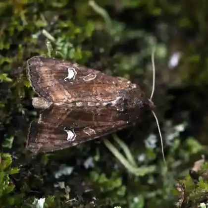 Foto von Schwertlilieneule (Celaena leucostigma)