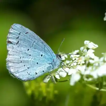 Foto von Faulbaum-Bläuling (Celastrina argiolus)