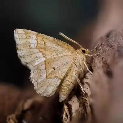 Foto von Brauner Heidelbeerspanner (Cepphis advenaria)