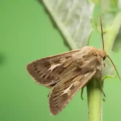 Foto von Graseule (Cerapteryx graminis)