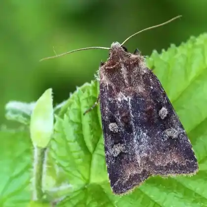 Foto von Graubraune Wegericheule (Cerastis leucographa)