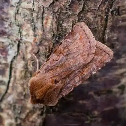 Foto von Braunrote Wegericheule (Cerastis rubricosa)