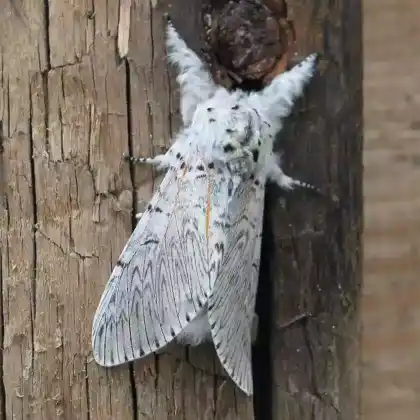 Foto von Großer Gabelschwanz (Cerura vinula)