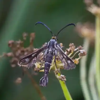 Foto von Dost-Glasflügler (Chamaesphecia aerifrons)