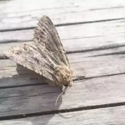 Foto von Dreizack-Pfeileule (Acronicta tridens)