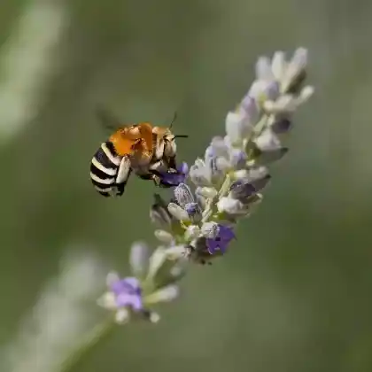 Foto von Weiße Bindenpelzbiene (Amegilla quadrifasciata)