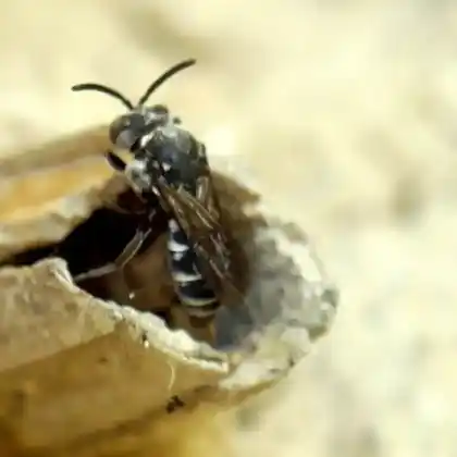 Foto von Dunkle Zweizahnbiene (Aglaoapis tridentata)