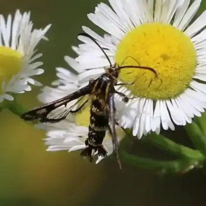 Foto von Wolfsmilch-Glasflügler (Chamaesphecia empiformis)