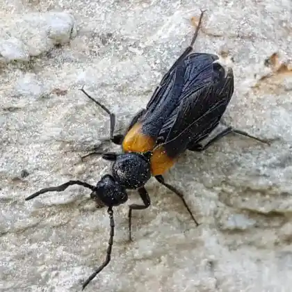 Foto von Schmalflügliger Pelzbienenölkäfer (Sitaris muralis)