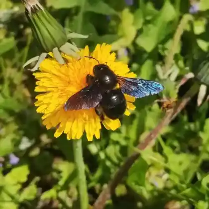 Foto von Östliche Holzbiene (Xylocopa valga)
