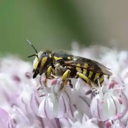 Foto von Florentiner Wollbiene (Anthidium florentinum)