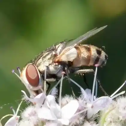 Foto von Fleischfliege (Miltogramma punctatum)