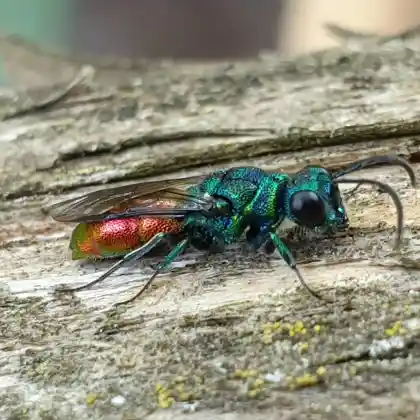 Foto von Gemeine Goldwespe (Chrysis austriaca)