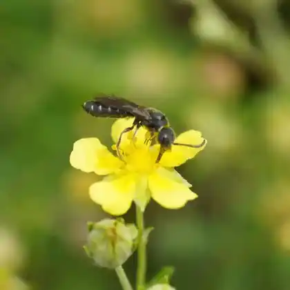 Foto von Zehnpunkt-Keulenwespe (Sapygina decemguttata)