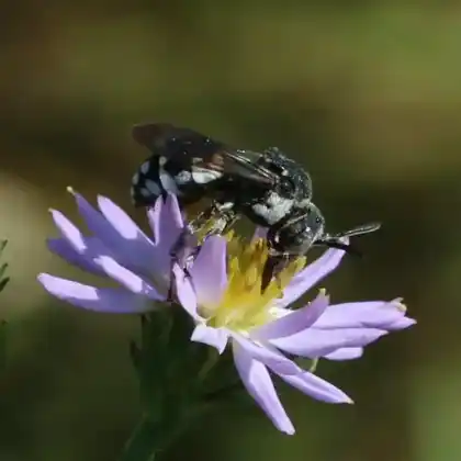 Foto von Schwarzbeinige Filzbiene (Epeolus fallax)