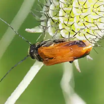 Foto von Seidenbienen-Ölkäfer (Stenoria analis)