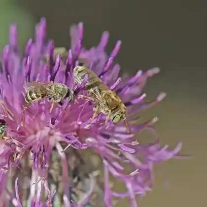 Foto von Salz-Buntbiene (Camptopoeum friesei)