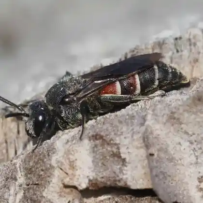 Foto von Rote Zweizahnbiene (Dioxys cincta)