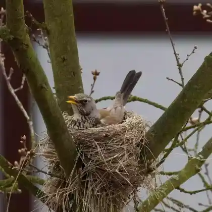 Foto von Wacholderdrossel (Turdus pilaris)