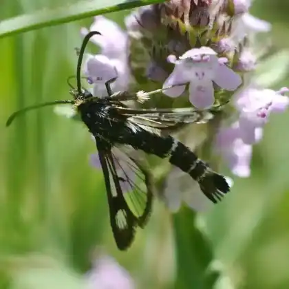 Foto von Johanniskraut-Glasflügler (Chamaesphecia nigrifrons)