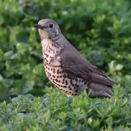 Foto von Misteldrossel (Turdus viscivorus)