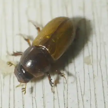 Foto von  (Acanthobodilus immundus)