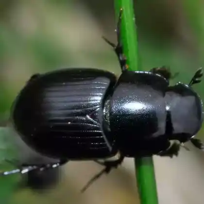 Foto von  (Acrossus depressus)