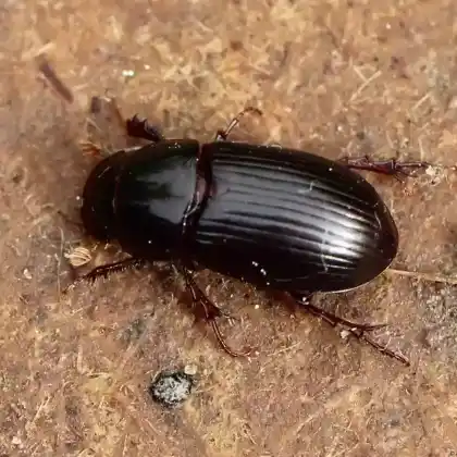 Foto von  (Acrossus rufipes)