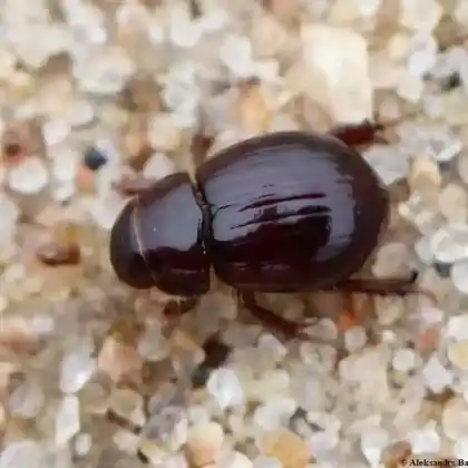 Foto von  (Aegialia arenaria)