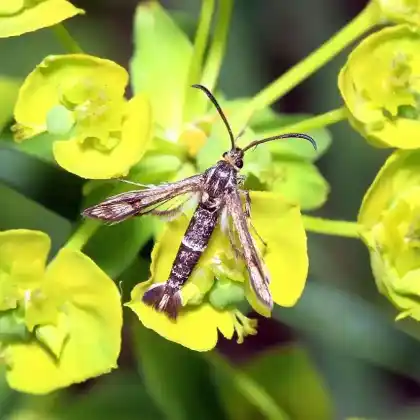 Foto von Eselswolfsmilch-Glasflügler (Chamaesphecia tenthrediniformis)
