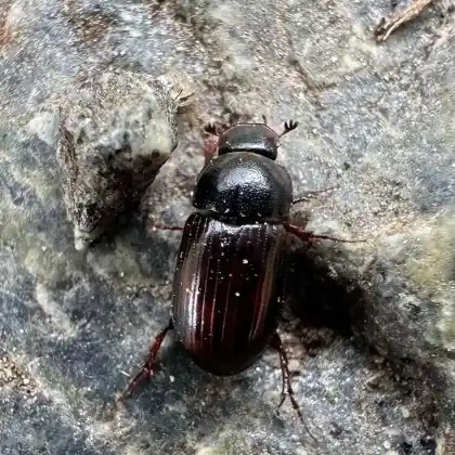 Foto von  (Agolius abdominalis)