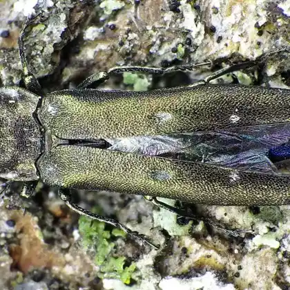 Foto von  (Agrilinus ater)