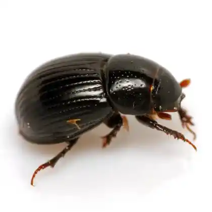 Foto von  (Ammoecius brevis)