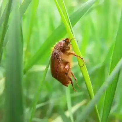 Foto von  (Amphimallon assimile)