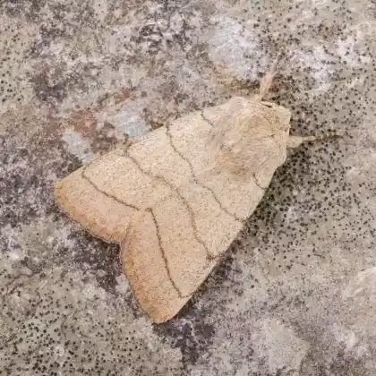 Foto von Gelbe Waldgraseule (Charanyca trigrammica)