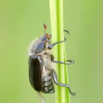 Foto von  (Amphimallon atrum)