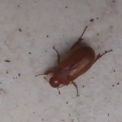 Foto von  (Amphimallon burmeisteri)