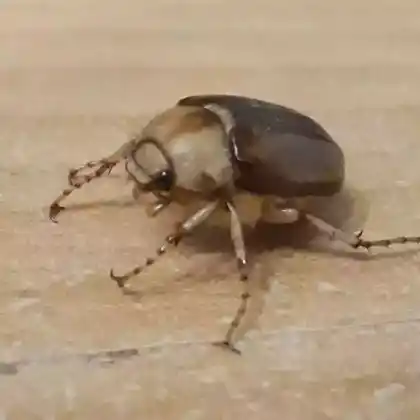 Foto von  (Amphimallon majale)