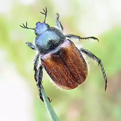 Foto von Zottiger Getreidekäfer (Anisoplia villosa)