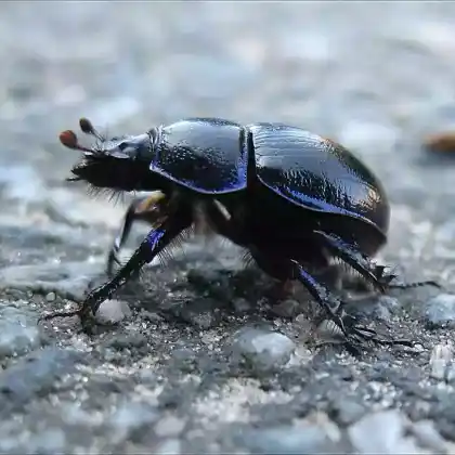 Foto von Waldmistkäfer (Anoplotrupes stercorosus)