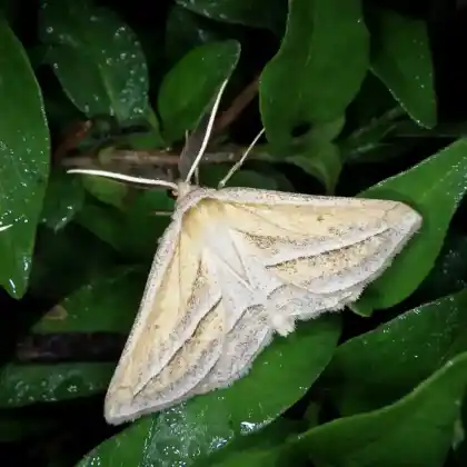 Foto von Moorwiesen-Striemenspanner (Chariaspilates formosaria)