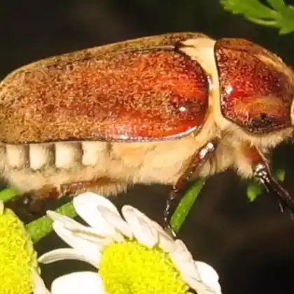 Foto von  (Anoxia villosa)