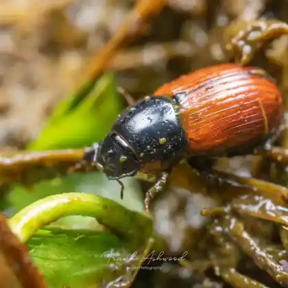 Foto von  (Aphodius cardinalis)