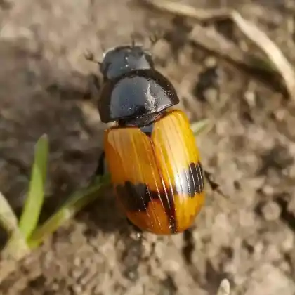 Foto von  (Aphodius coniugatus)