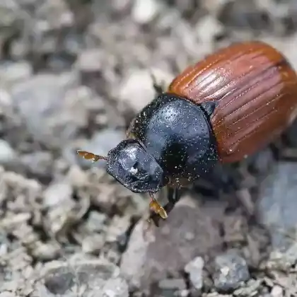 Foto von Gemeiner Dungkäfer (Aphodius fimetarius)