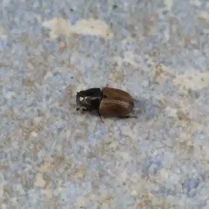 Foto von  (Aphodius foetidus)