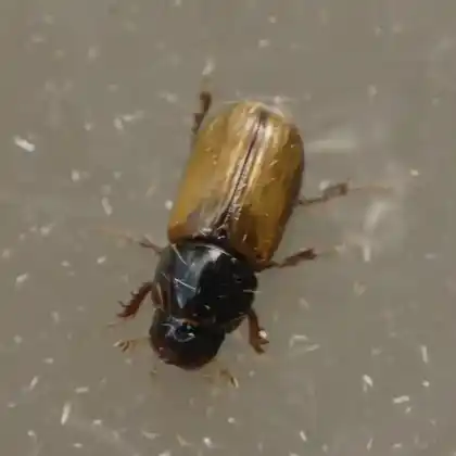 Foto von  (Bodiloides ictericus)